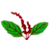 Tulasee Bio-Ethanol