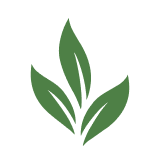 Warren Tea